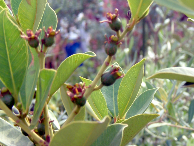 ストロベリーグアバ | Psidium littorale | かぎけん花図鑑 ストロベリーグアバ | Psidium littorale | かぎけん花図鑑
