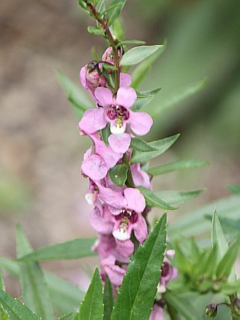 Angelonia serena