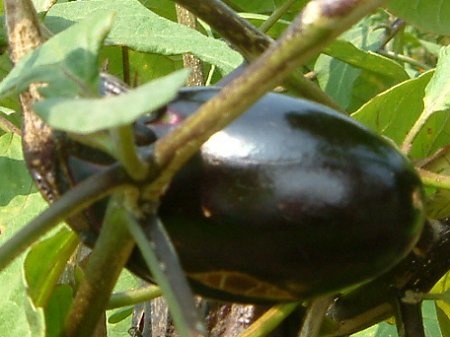 Eggplant 'Mizunasu'