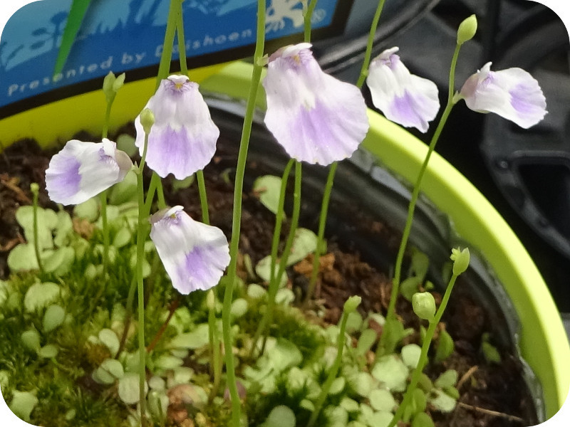 Utricularia livida