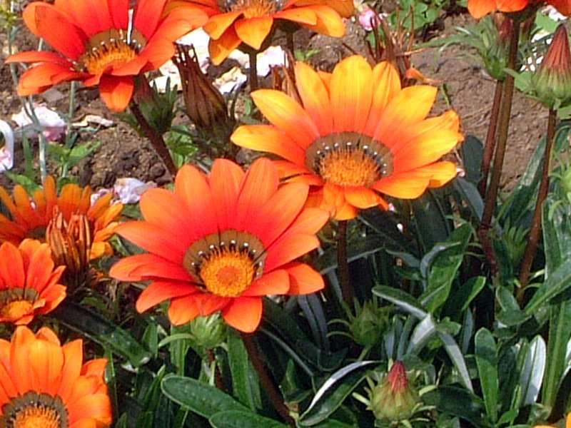 Gazania rigens