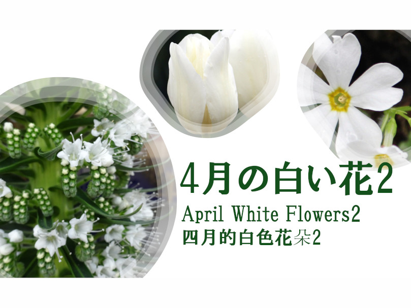 April White Flowers2