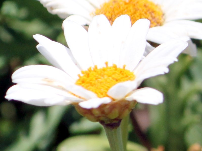 マーガレット Argyranthemum Frutescens かぎけん花図鑑