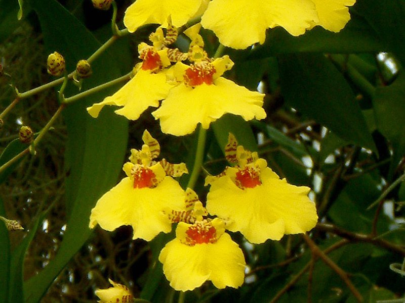 オンシジューム Oncidium Hybrids かぎけん花図鑑