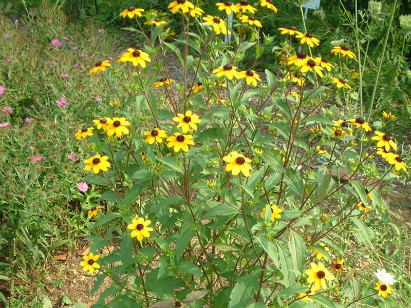 Three-leaved coneflower