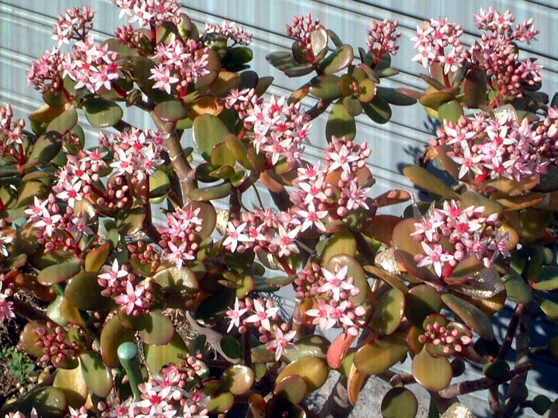 Crassula ovata