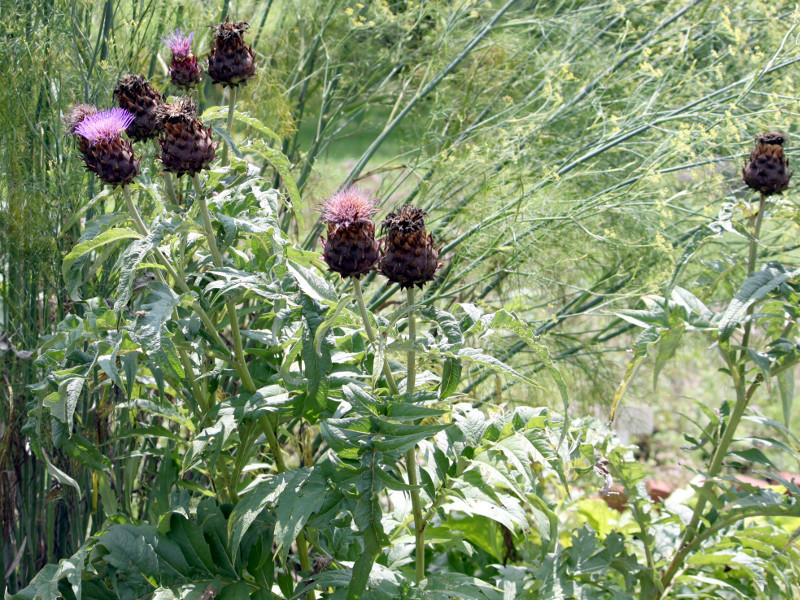 アーティチョーク Cynara Scolymus かぎけん花図鑑