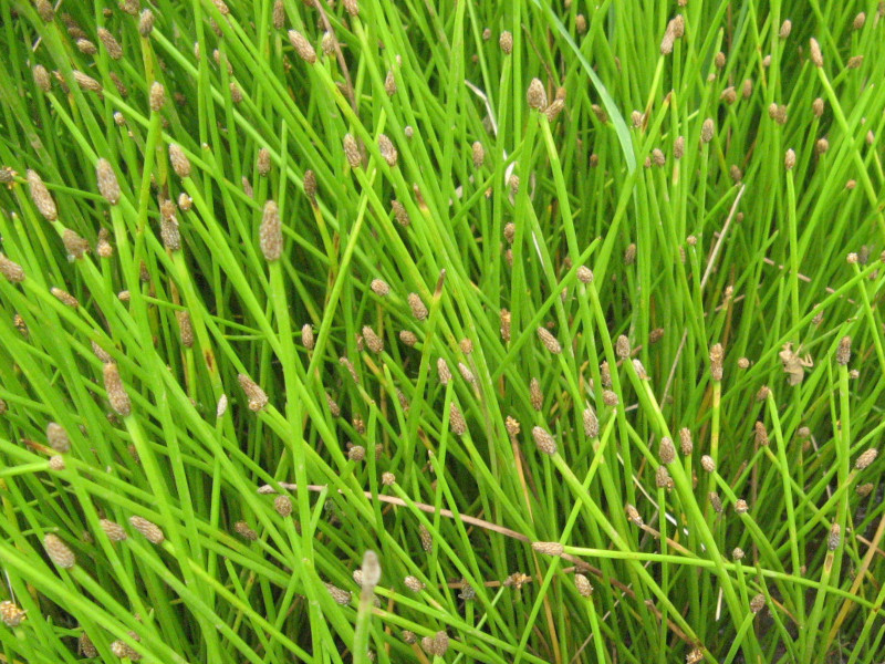 Eleocharis mamillata var. cyclocarpa