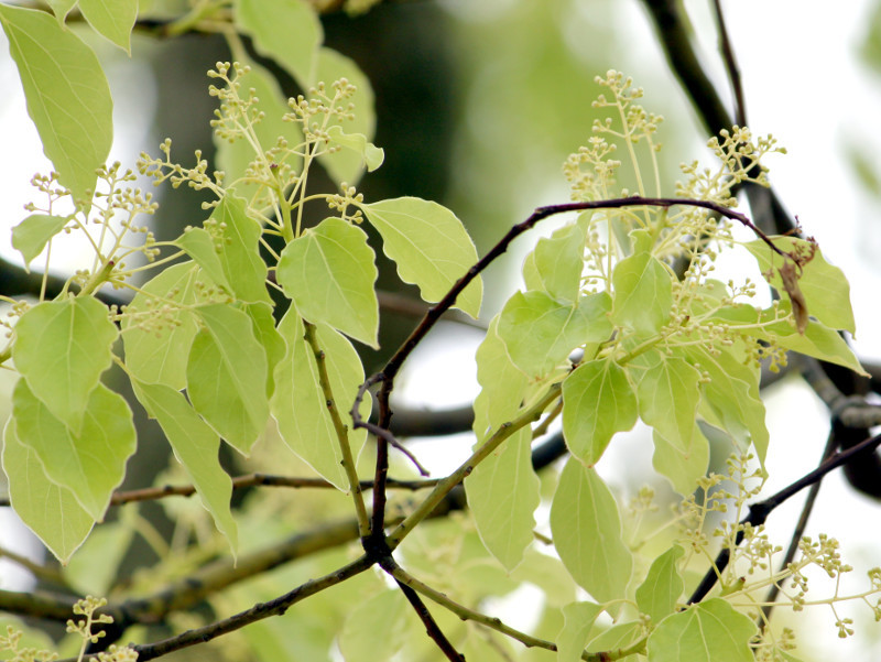 Camphor tree