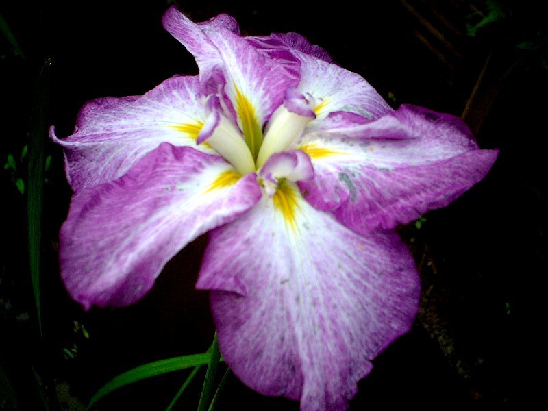 Japanese Iris 'Oh-Sakazuki'