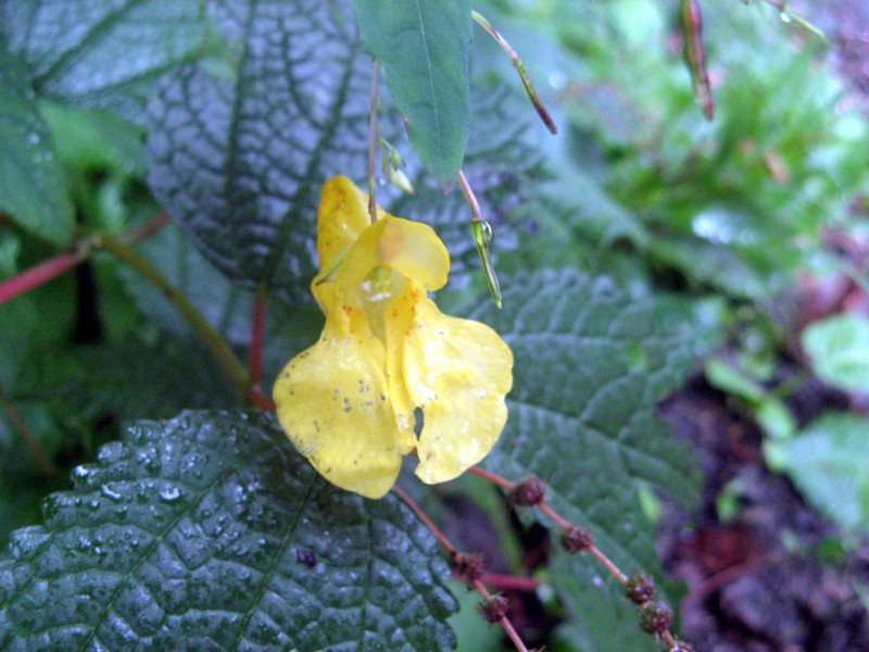 Impatiens nolitangere