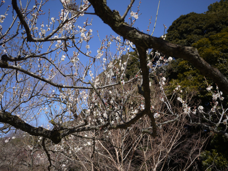 梅 春日野