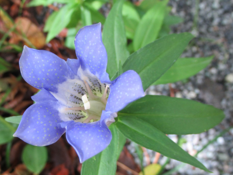 Japanese gentian