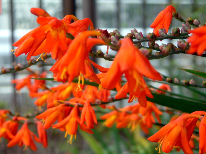 香鸢尾 Crocosmia X Crocosmiiflora 科技研花图画书