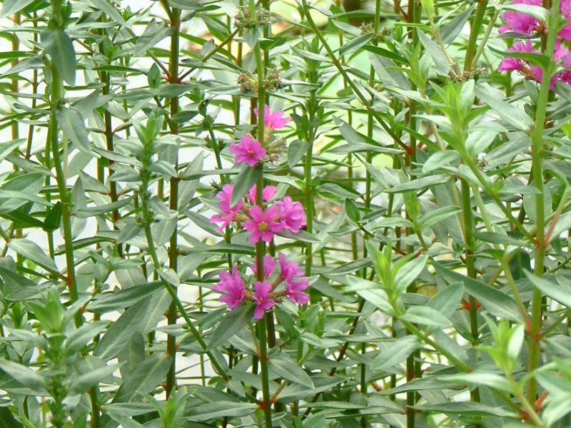 ミソハギ Lythrum Anceps かぎけん花図鑑