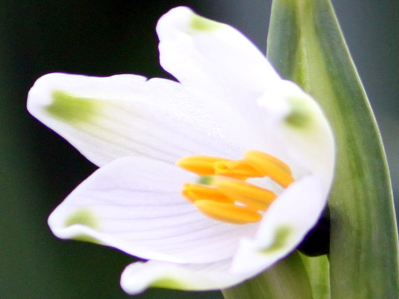 スノーフレーク Leucojum Aestivum かぎけん花図鑑