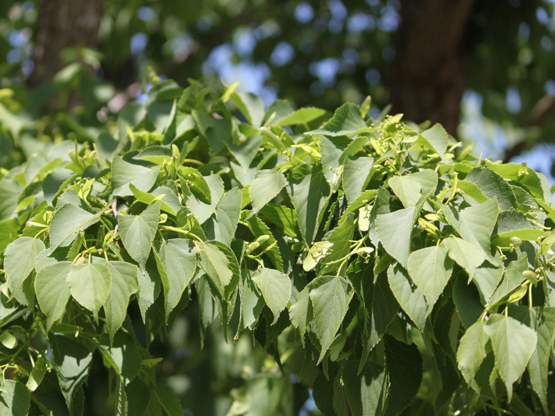 Tilia japonica