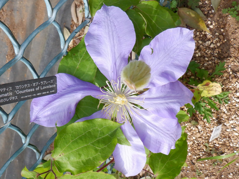 Clematis 'Countess of Lovelace'