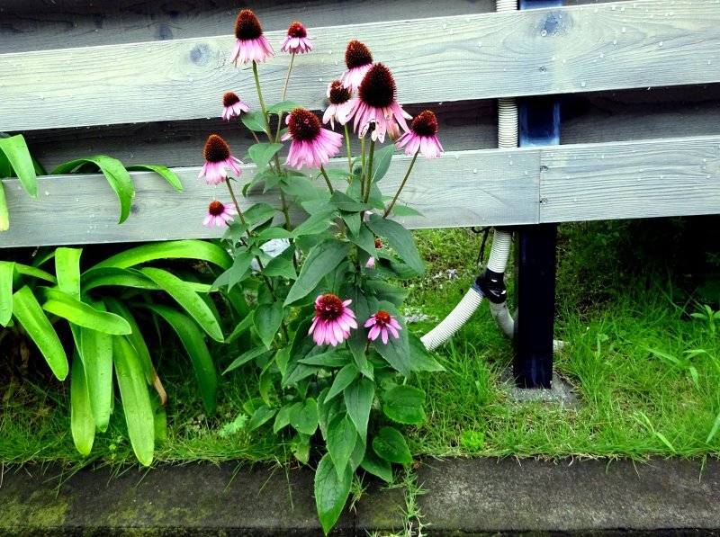 エキナセア プルプレア Echinacea Purpurea かぎけん花図鑑