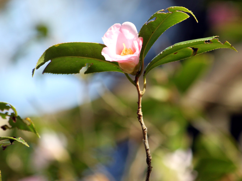 侘助数寄屋 Camellia Wabisuke Sukiya 科技研花图画书