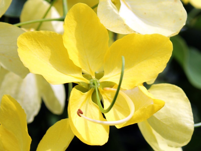 ゴールデンシャワーツリー Cassia Fistula かぎけん花図鑑