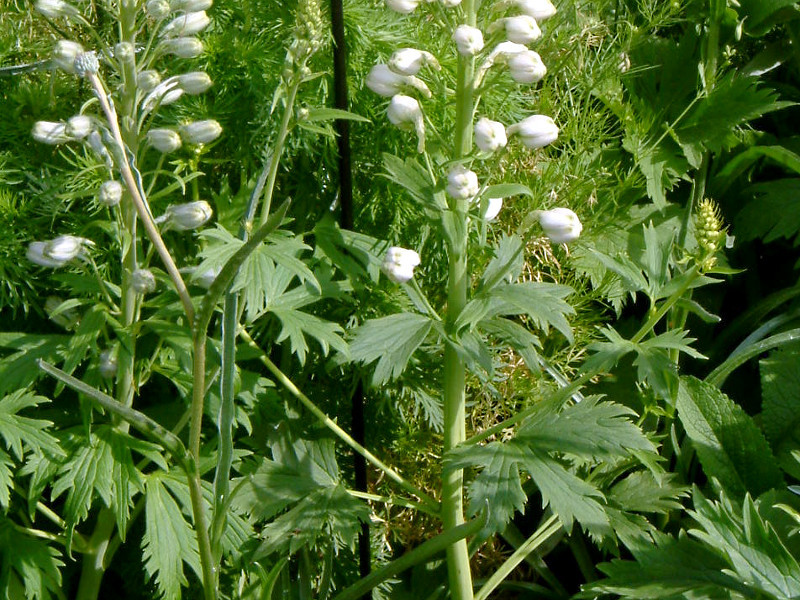 Delphinium lark spur