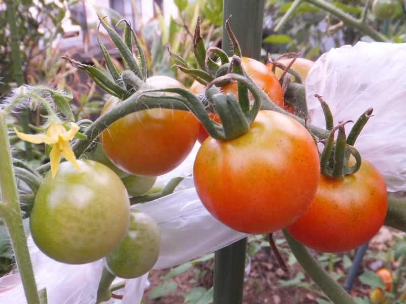 トマト Solanum Lycopersicum かぎけん花図鑑