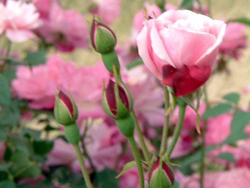 コウシンバラ Rosa Chinensis かぎけん花図鑑