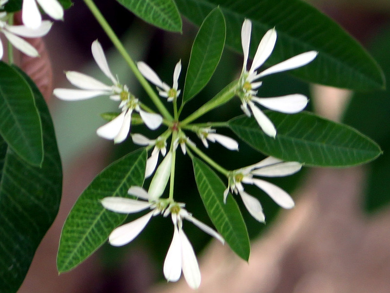 Snowflake euphorbia