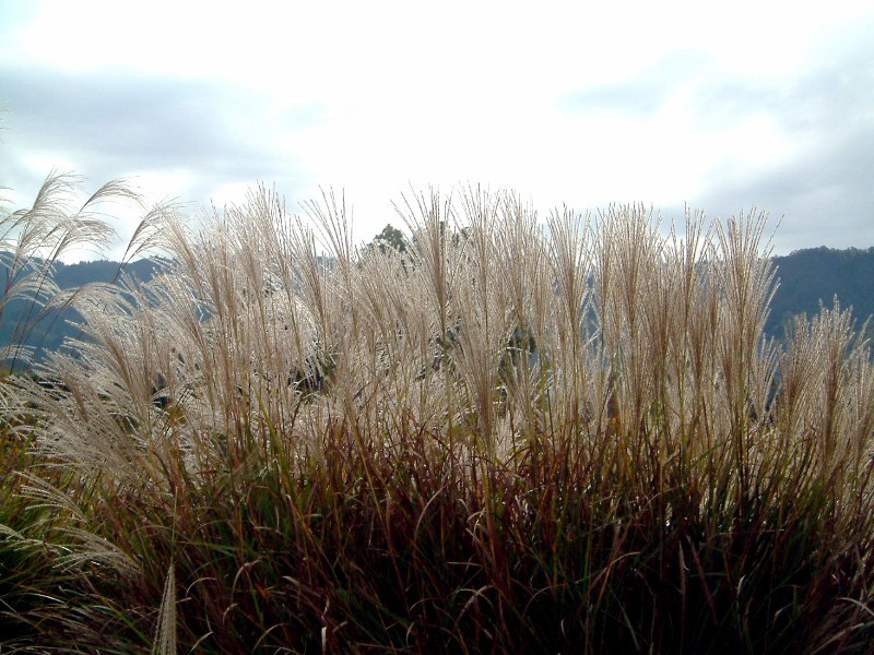 Miscanthus sinensis