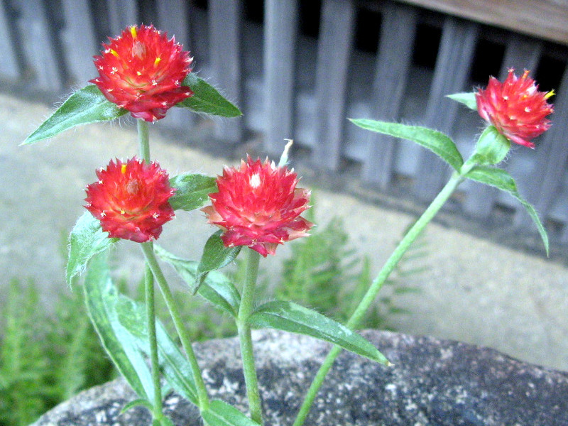 キバナセンニチコウ Gomphrena Haageana かぎけん花図鑑