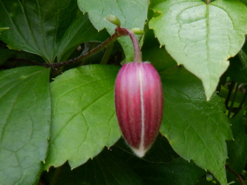 Clematis japonica