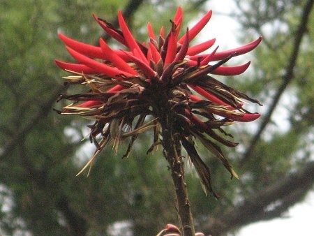 Erythrina variegata