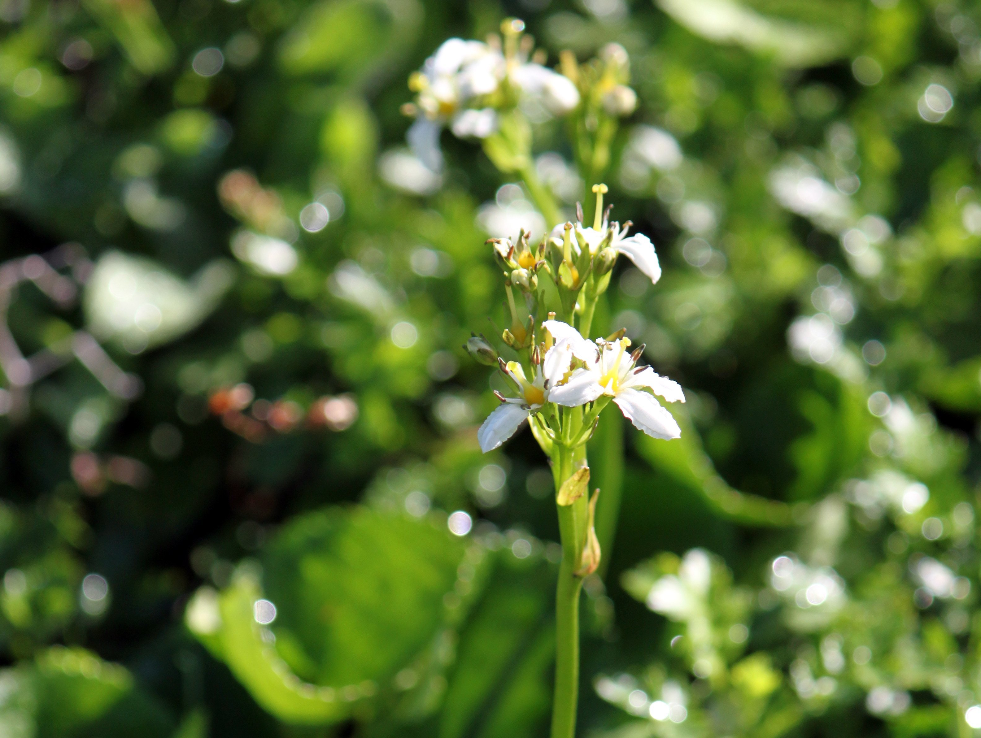 イワイチョウ Nephrophyllidium Crista Galli かぎけん花図鑑