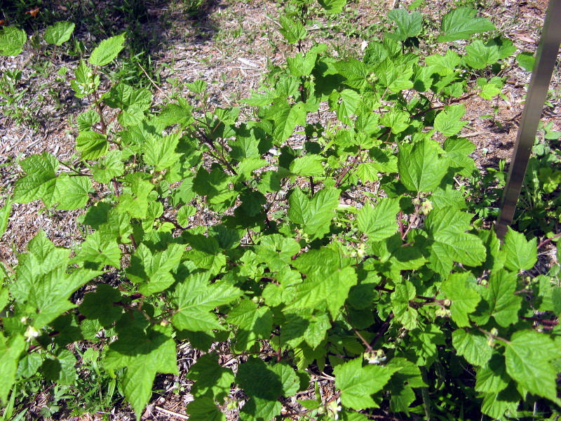Rubus crataegifoliu