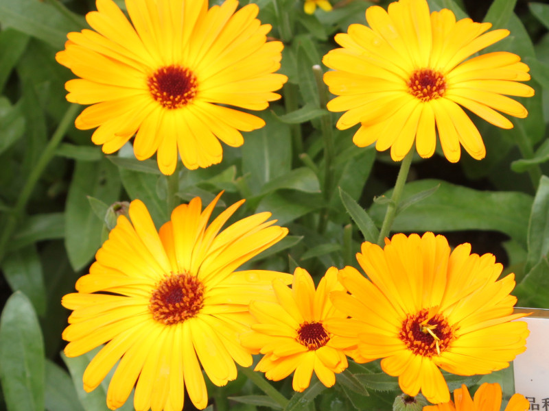 Calendula officinalis | Calendula officinalis | Flower Database