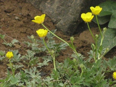 Ranunculus repens