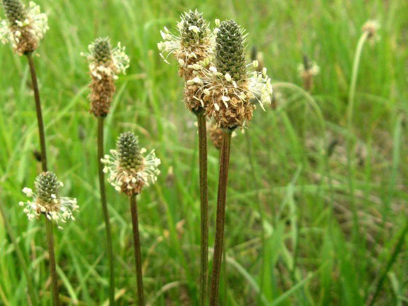 ヘラオオバコ Plantago Lanceolata かぎけん花図鑑