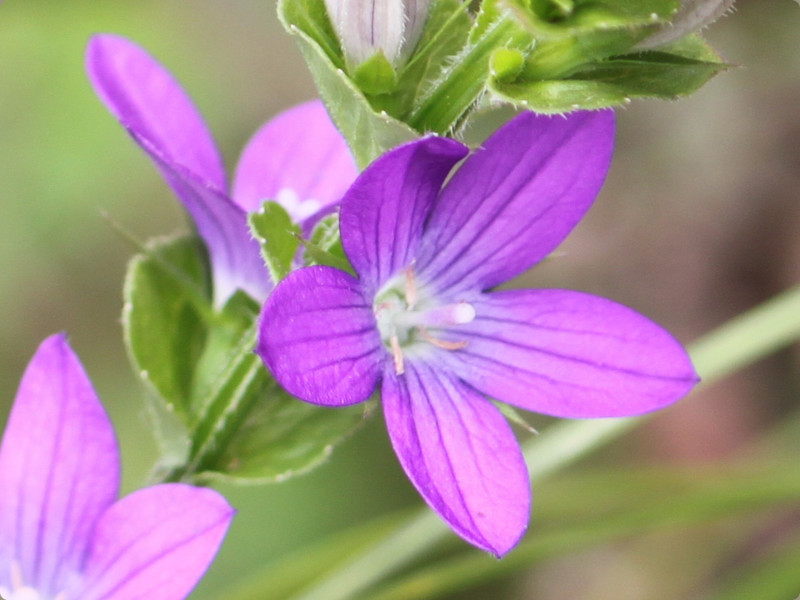 Specularia perfoliata