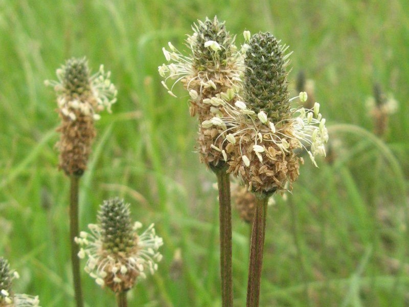 ヘラオオバコ Plantago Lanceolata かぎけん花図鑑