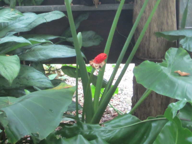 クワズイモ Alocasia Odora かぎけん花図鑑