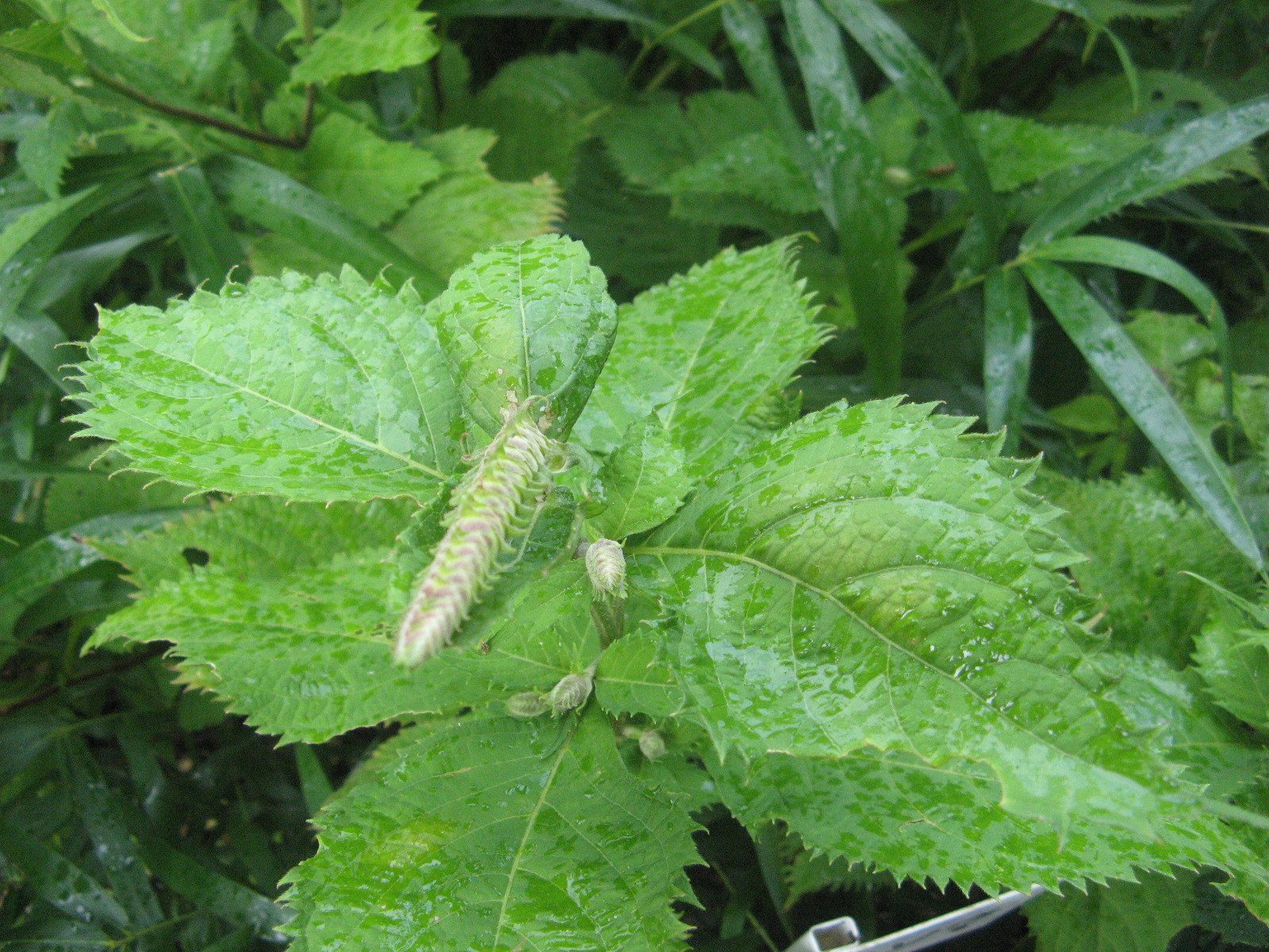 Leucosceptrum stellipilum