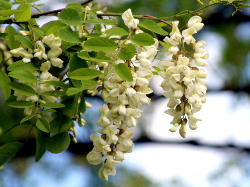 ニセアカシア Robinia Pseudo Acacia かぎけん花図鑑