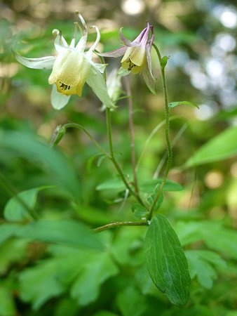 キバナノヤマオダマキ