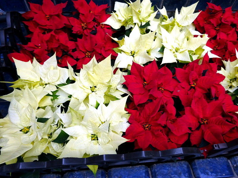 Poinsettia