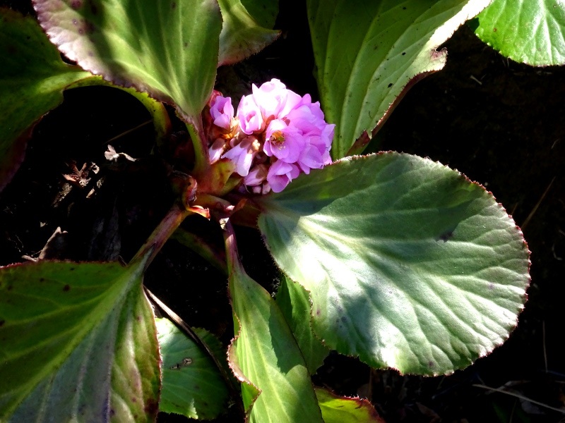 ヒマラヤユキノシタ Bergenia Stracheyi かぎけん花図鑑