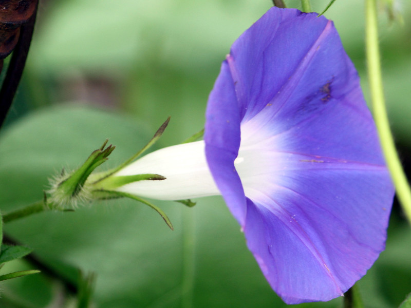 Ipomoea tendan