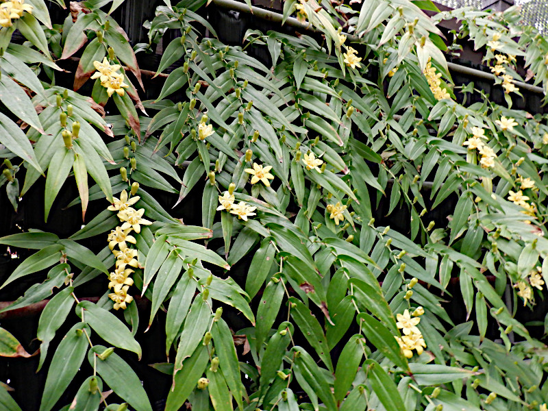 黄花油点草