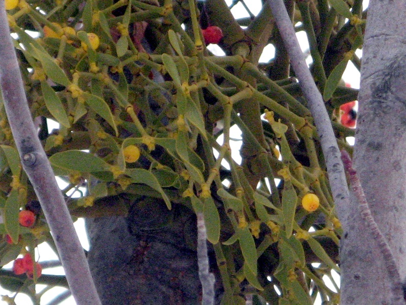 Common mistletoe