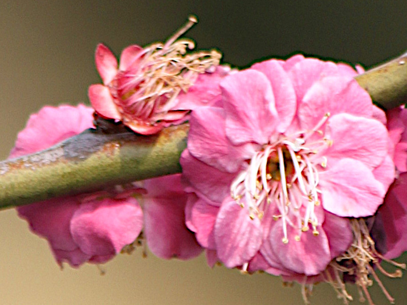 Prunus mume 'Inshibai' 